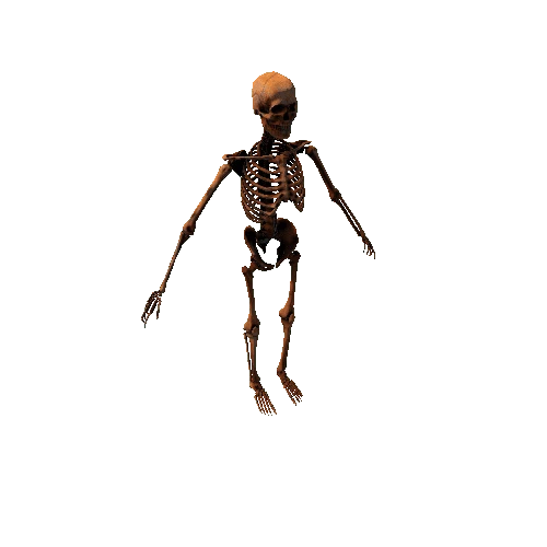 base_mesh_skeleton_warrior_2 Variant